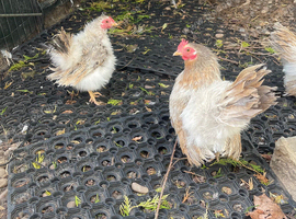 3 Silkied Serama hens