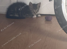 11 week old kitten