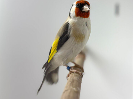 Siberian goldfinch