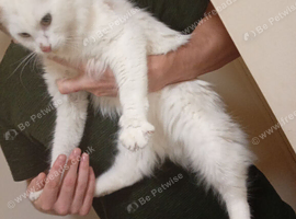 Maine coon 1 year old