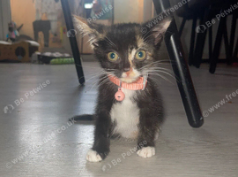5/6 Week Old Girl Kitten