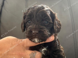 5 beautiful cockapoo puppies 2 girls 3 boys