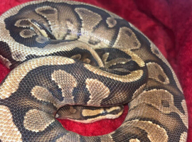 Male royal python