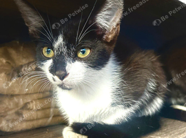 Beautiful boy for sale