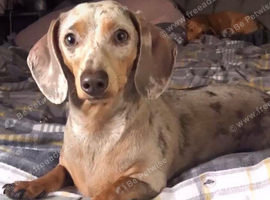 Female Isobella dapple dachshund
