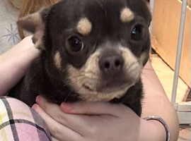 Loving 1 year old Male Chihuahua x French Bulldog for sale
