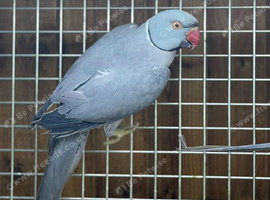 Ring neck parrot