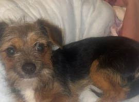 Selling my puppy