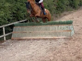 AES sports horse