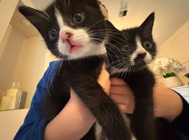 2 x kittens