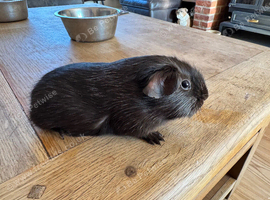 Female Guinea pigs