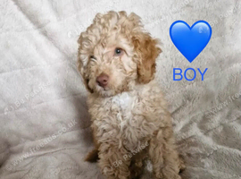 Cockapoo puppies