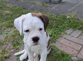 Female puppy boxer