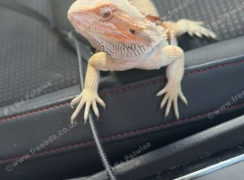 1 year old female bearded dragon