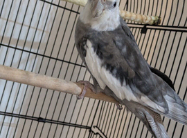 Pair of cockatiel