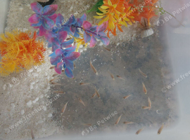 Cichlid fry