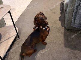 Standard smooth-haired dachshund for stud