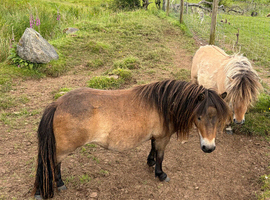Miniature Shetland filly