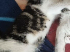 fluffy kitten 9 weeks old  last one
