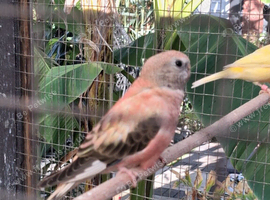 Hen bourke