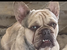 Beautiful French bull dog KC registered