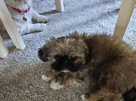 Beautiful Female Shih Tzu Puppy