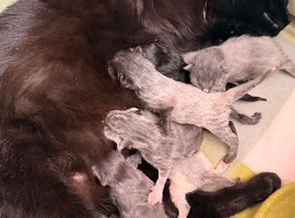 Kittens for sale