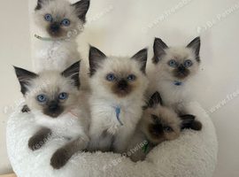Ragdoll Kittens
