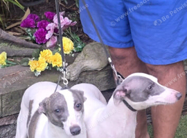 2 italian greyhound girls