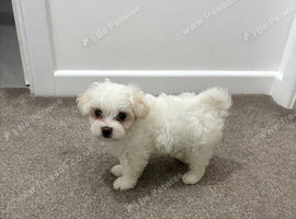 Puppy for sale