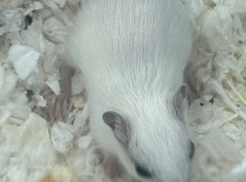 Single young gerbil