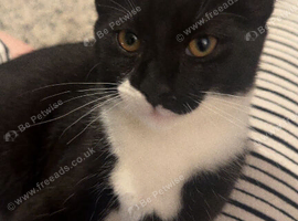 Black and white cat