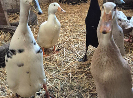 Duck hatching eggs