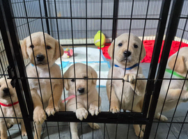 Goldador puppies