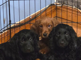 Puppies for sale