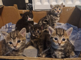Maincoon cross kittens