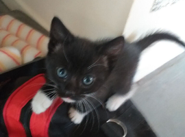 Kittens