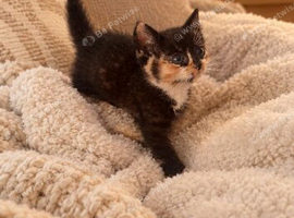 Beautiful kitten