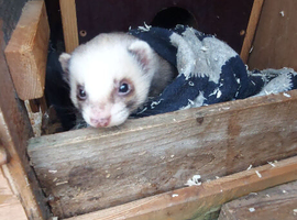 Vasectomisd HOB  ferret