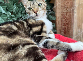 FEMALE CATS NEEDING LOVING HOMES