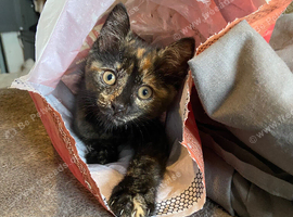 Tortoise Shell Domestic Shorthair Cat, Lily.