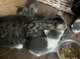 Very pretty friendly kittens