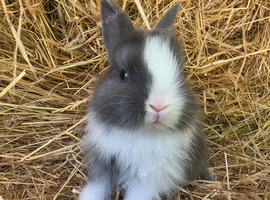 Baby Lionhead Doe for reserving