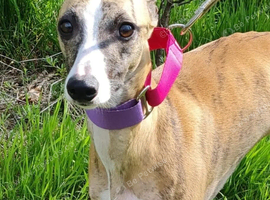 RKC registered Brindle Bitch Whippet