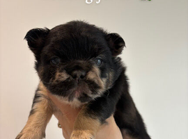 Fluffy French bull dog puppys