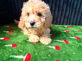Adorable puppies