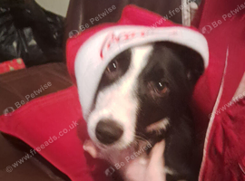 Border collie for sale
