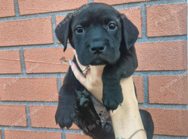 Labrador x american bulldog puppies READY NOW!!!