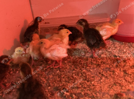 Cl jumbo quail