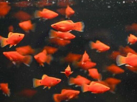 X5 Mixed Red Platys Tropical Fish